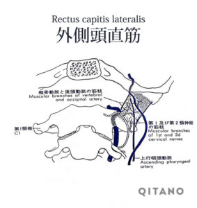 外側頭直筋（がいそくとうちょくきん）機能解剖学図・起始停止・働き