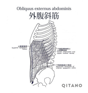 外腹斜筋（がいふくしゃきん）機能解剖学図・起始停止・働き