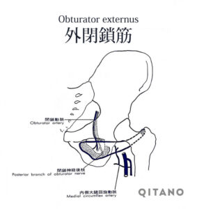 外閉鎖筋（がいへいさきん）機能解剖学図・起始停止・働き