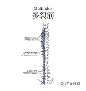 多裂筋（たれつきん）機能解剖学図・起始停止・働き
