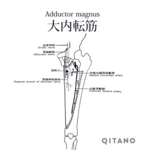 大内転筋（だいないてんきん）機能解剖学図・起始停止・働き