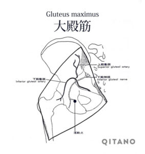 大殿筋（だいでんきん）機能解剖学図・起始停止・働き