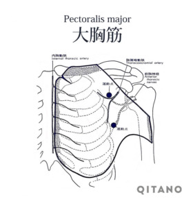 大胸筋（だいきょうきん）機能解剖学図・起始停止・働き