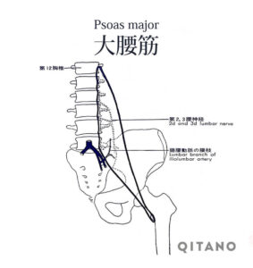 大腰筋（だいようきん）機能解剖学図・起始停止・働き