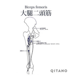 大腿二頭筋（だいたいにとうきん）ハムストリングス機能解剖学図・起始停止・働き