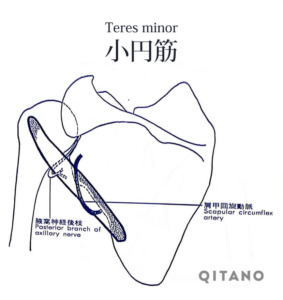 小円筋（しょうえんきん）機能解剖学図・起始停止・働き