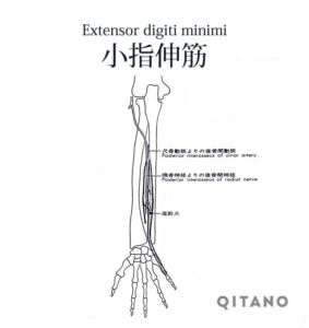 小指伸筋（しょうししんきん）機能解剖学図・起始停止・働き