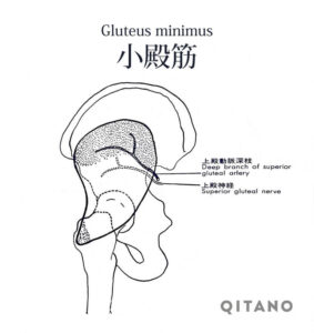 小殿筋（しょうでんきん）機能解剖学図・起始停止・働き_79s