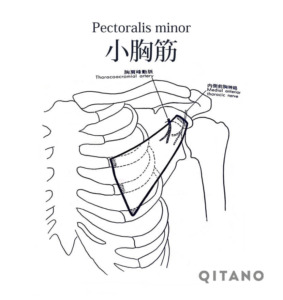 小胸筋（しょうきょうきん）機能解剖学図・起始停止・働き