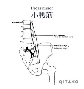 小腰筋（しょうようきん）機能解剖学図・起始停止・働き