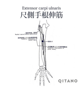 尺側手根伸筋 しゃくそくしゅこんしんきん ストレッチ方法 起始停止 働き Qitano キタノ カラダづくりラボ