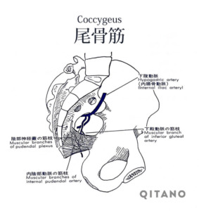 尾骨筋（びこつきん）機能解剖学図・起始停止・働き