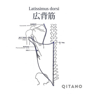 広背筋（こうはいきん）機能解剖学図・起始停止・働き