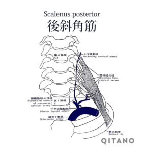 後斜角筋（こうしゃかくきん）機能解剖学図・起始停止・働き