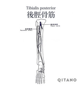 後脛骨筋（こうけいこつきん）機能解剖学図・起始停止・働き