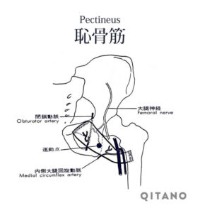 恥骨筋（ちこつきん）機能解剖学図・起始停止・働き