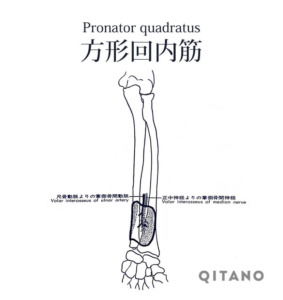 方形回内筋 ほうけいかいないきん ストレッチ方法 起始停止 働き Qitano キタノ カラダづくりラボ