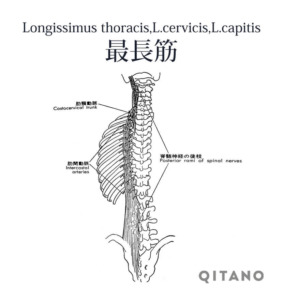 最長筋（さいちょうきん）機能解剖学図・起始停止・働き