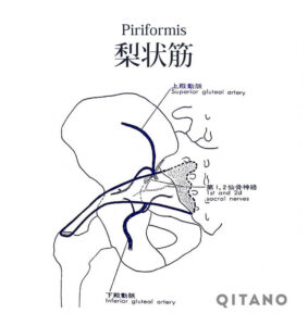 梨状筋（りじょうきん）機能解剖学図・起始停止・働き