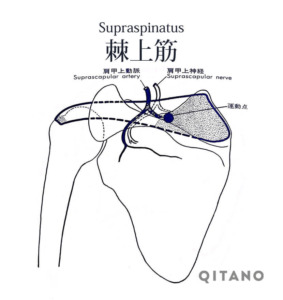 棘上筋（きょくじょうきん）機能解剖学図・起始停止・働き