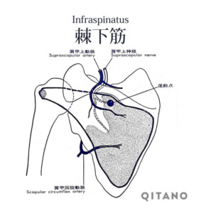 棘下筋（きょくかきん）機能解剖学図・起始停止・働き