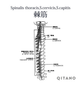 棘筋（きょくきん）機能解剖学図・起始停止・働き