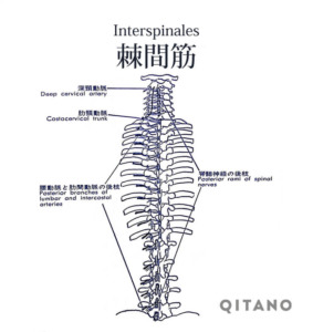棘間筋（きょくかんきん）機能解剖学図・起始停止・働き