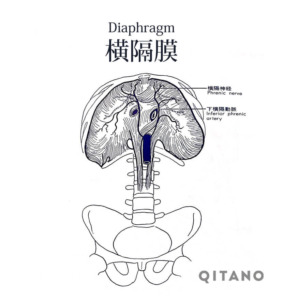 横隔膜（おうかくまく）機能解剖学図・起始停止・働き