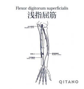 浅指屈筋（せんしくっきん）機能解剖学図・起始停止・働き