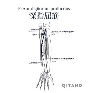 深指屈筋（しんしくっきん）機能解剖学図・起始停止・働き