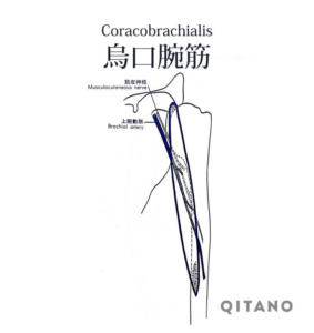 烏口腕筋（うこうわんきん）機能解剖学図・起始停止・働き