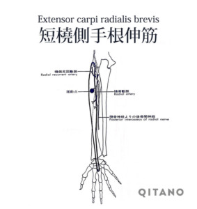 短橈側手根伸筋（たんとうそくしゅこんしんきん）機能解剖学図・起始停止・働き