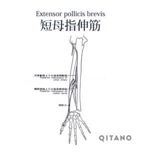 短母指伸筋（たんぼししんきん）機能解剖学図・起始停止・働き