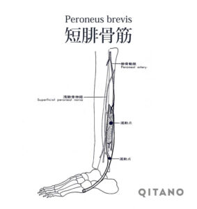 短腓骨筋（たんひこつきん）機能解剖学図・起始停止・働き