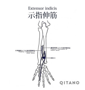 示指伸筋（しじしんきん）機能解剖学図・起始停止・働き