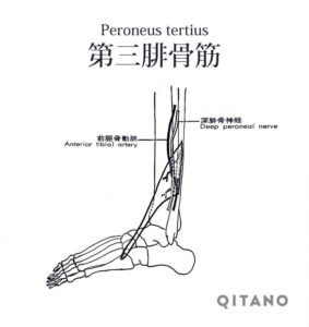 第三腓骨筋（だいさんひこつきん）機能解剖学図・起始停止・働き