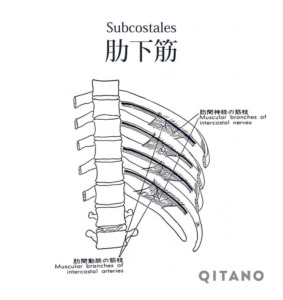 肋骨下筋（ろっかきん）機能解剖学図・起始停止・働き
