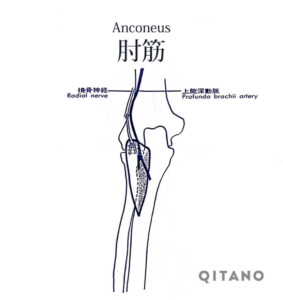 肘筋（ちゅうきん）機能解剖学図・起始停止・働き