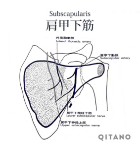肩甲下筋（けんこうかきん）機能解剖学図・起始停止・働き_s6