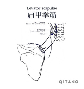 肩甲挙筋（けんこうきょきん）機能解剖学図・起始停止・働き