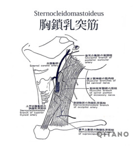 胸鎖乳突筋（きょうさにゅうとつきん）機能解剖学図・起始停止・働き