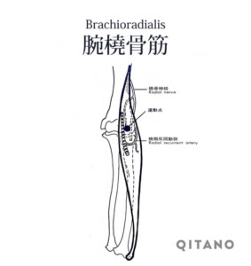 腕橈骨筋（わんとうこつきん）機能解剖学図・起始停止・働き