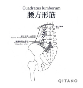 腰方形筋（ようほうけいきん）機能解剖学図・起始停止・働き