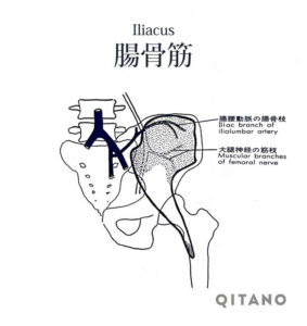 腸骨筋（ちょうこつきん）機能解剖学図・起始停止・働き