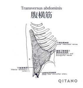 腹横筋（ふくおうきん）機能解剖学図・起始停止・働き