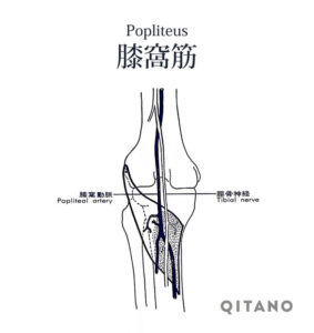 膝窩筋（しつかきん）機能解剖学図・起始停止・働き