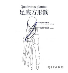 足底方形筋（そくていほうけいきん）機能解剖学図・起始停止・働き