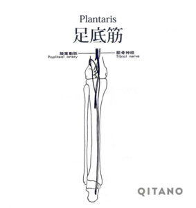 足底筋（そくていきん）機能解剖学図・起始停止・働き