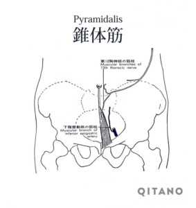錐体筋（すいたいきん）機能解剖学図・起始停止・働き