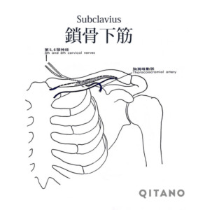 鎖骨下筋（さこつかきん）機能解剖学図・起始停止・働き